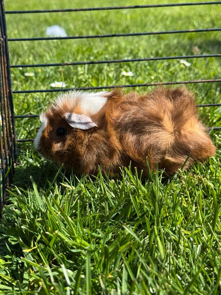 Half langharige cavia, Dieren en Toebehoren, Mannelijk, Tam, Maart, Cavia