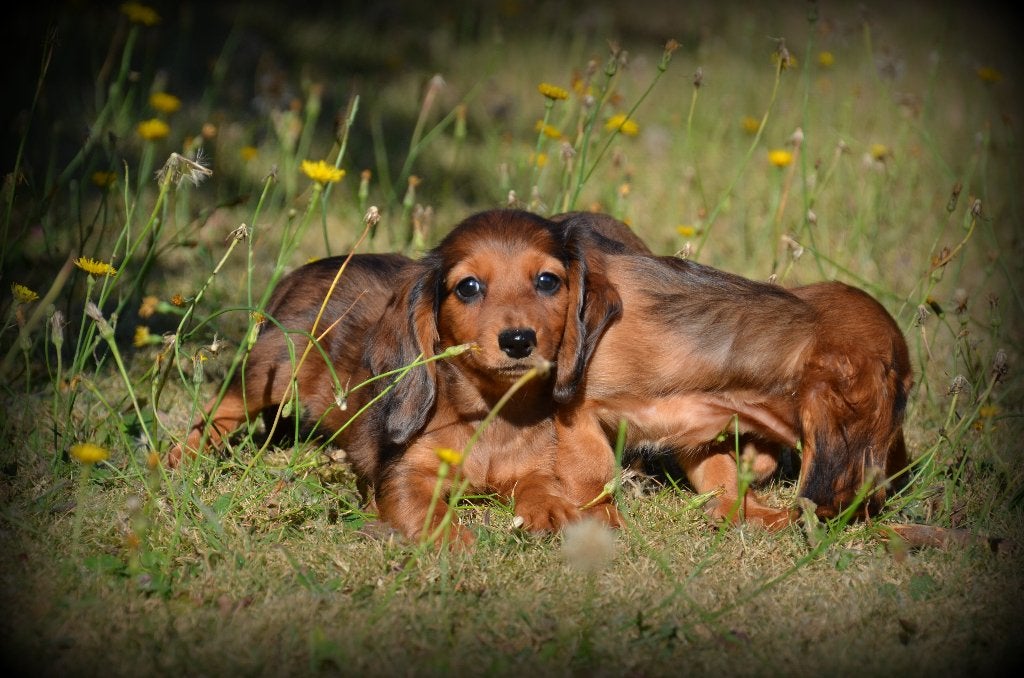 Teckel pups langhaar, Dieren en Toebehoren, België, CDV (hondenziekte), 8 tot 15 weken, Dwerg