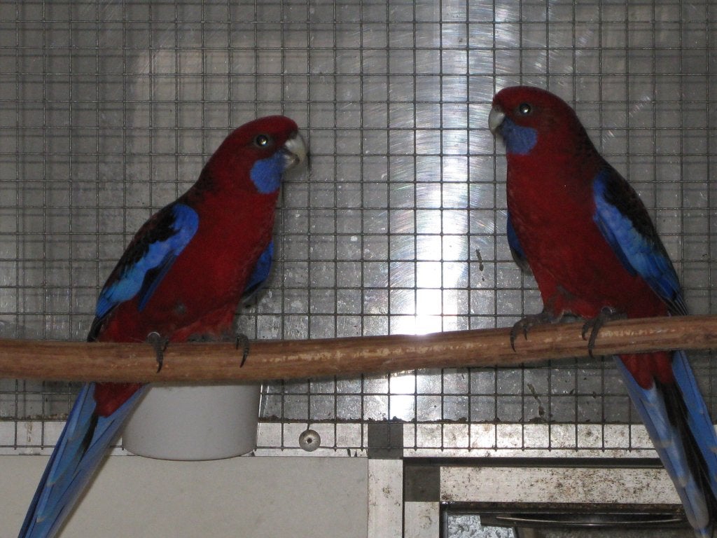 PENNANT ROSELLA JONGE 2026 GERIND ., Animaux & Accessoires, Oiseaux | Perruches & Perroquets, Plusieurs animaux, Perruche, Bagué