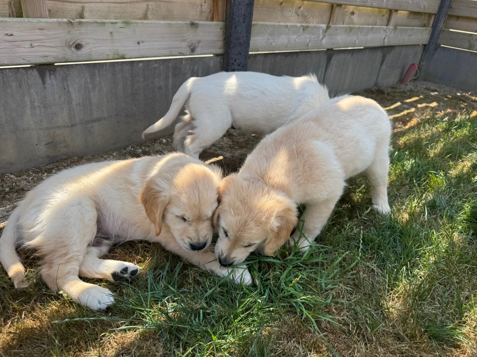 Golden retriever pups, Dieren en Toebehoren, België, Fokker | Hobbymatig, 8 tot 15 weken, Meerdere