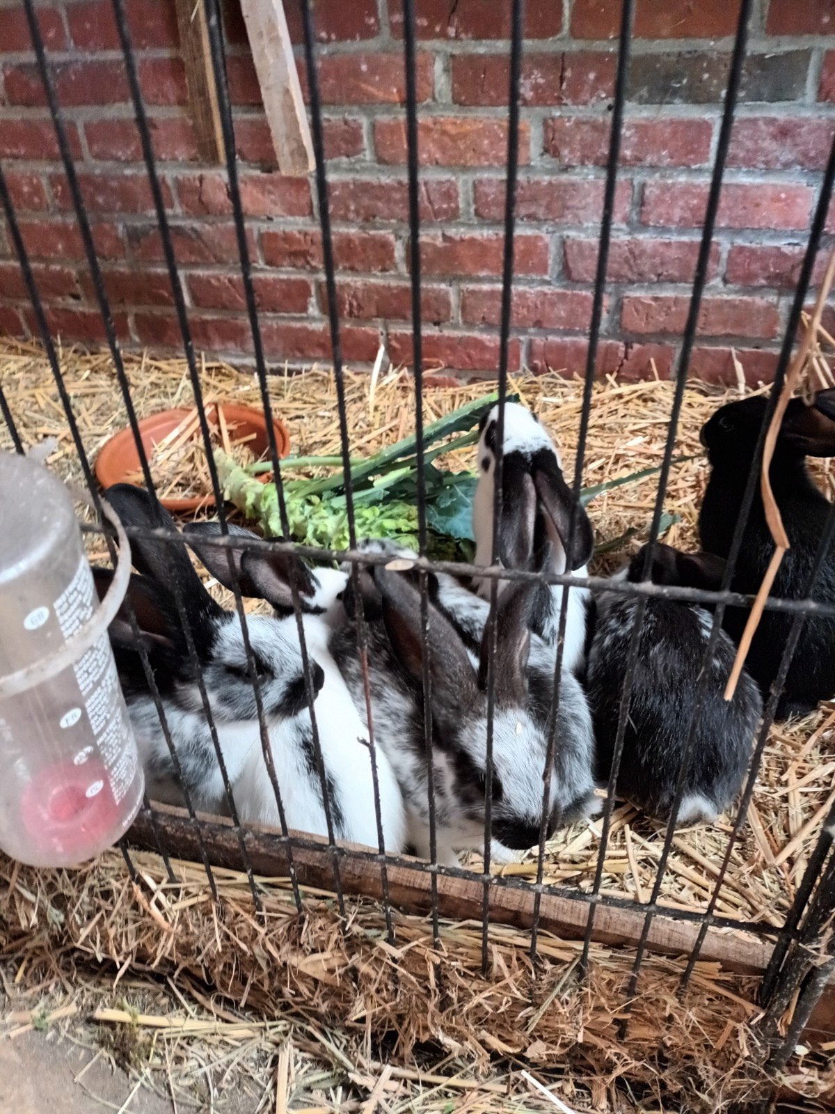 konijntjes, Dieren en Toebehoren, Konijnen