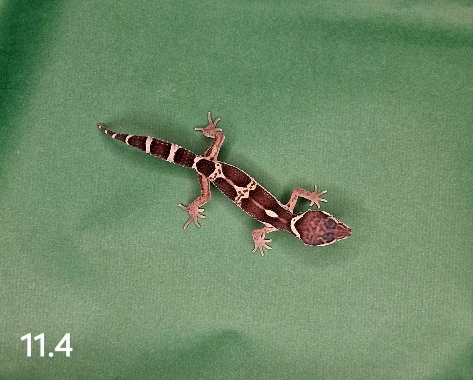 0.0.1 luipaard gecko, Dieren en Toebehoren, Reptielen en Amfibieën