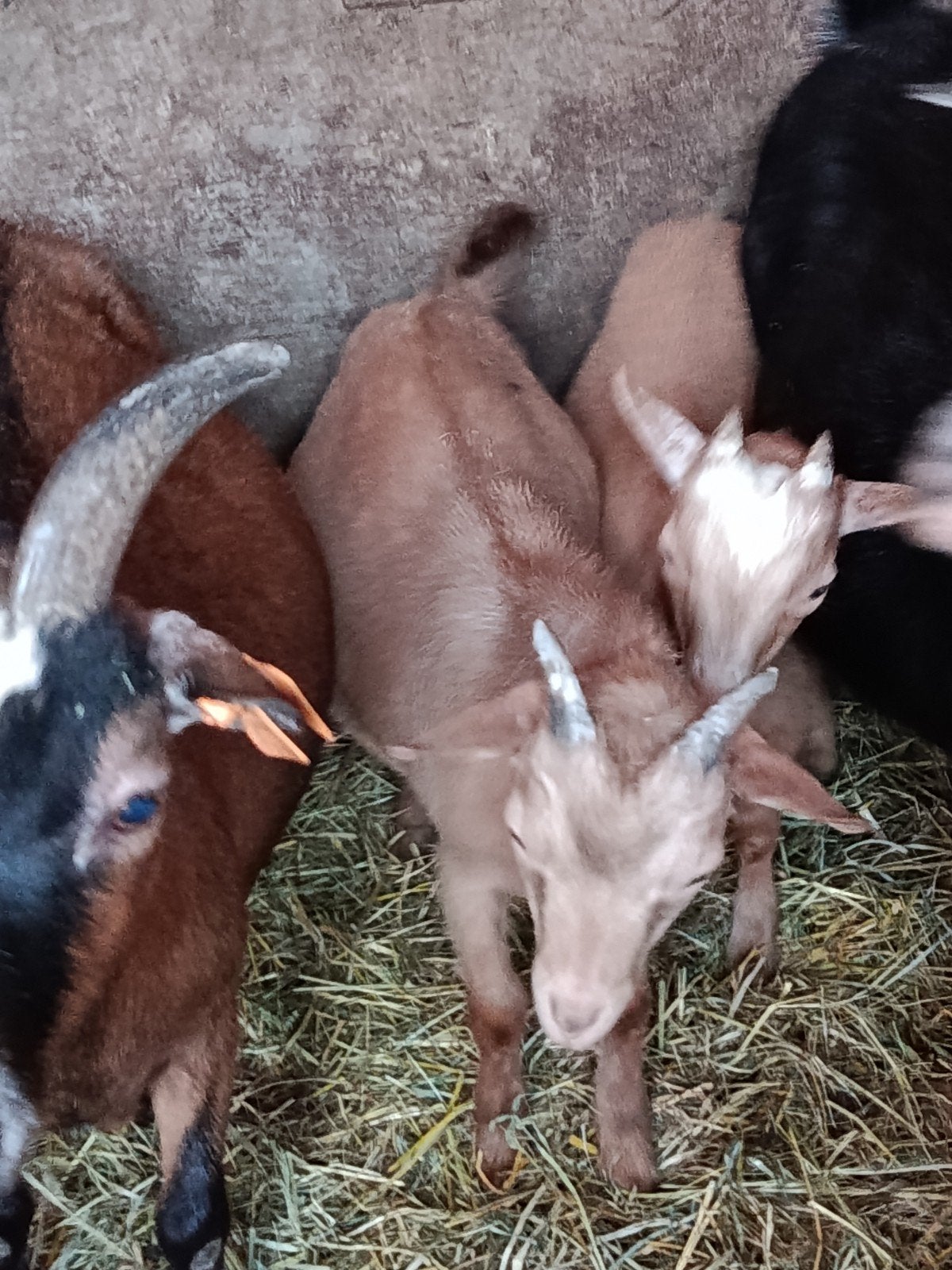 Jong dwerggeiten bokje, Dieren en Toebehoren, Mannelijk, Geit, 0 tot 2 jaar
