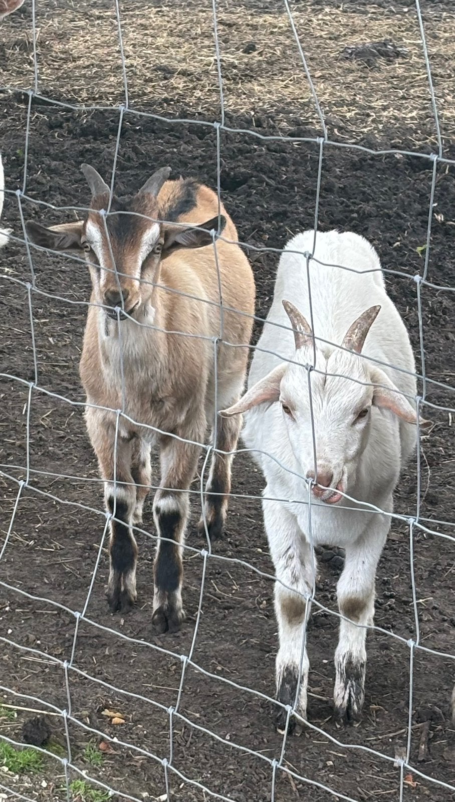 2 saanen bokjes, Mâle, Chèvre, 0 à 2 ans