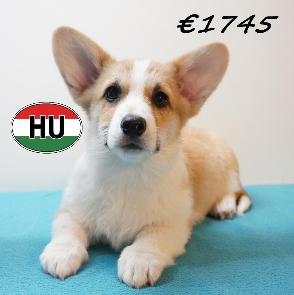Welsh Corgi — chiots affectueux et joueurs à vendre, Animaux & Accessoires, Chiens | Bergers & Bouviers, 15 semaines à 1 an, Hépatite contagieuse (maladie de Rubarth)