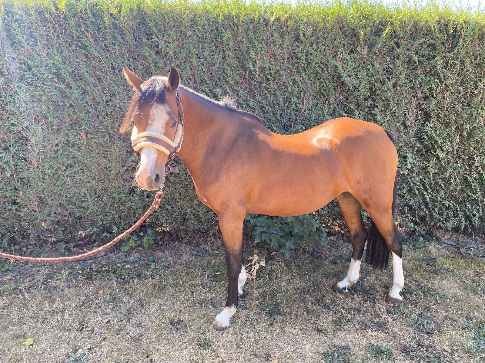 5 jarige merrie 1m31, Poney C (1.27 m à 1.37m), B, Avec pedigree, Poney de récréation