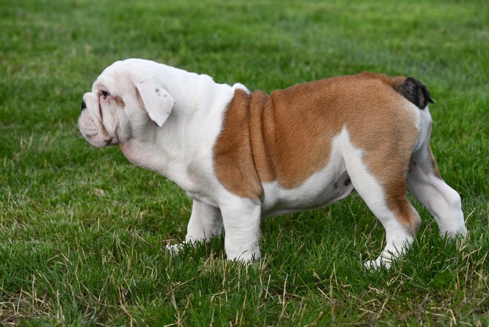 Engelse Bulldog pups te koop, 15 weken tot 1 jaar, Buitenland, CDV (hondenziekte), Bulldog