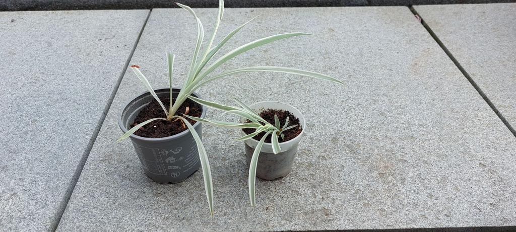 Graslellies Gratis, Tuin en Terras, Ophalen