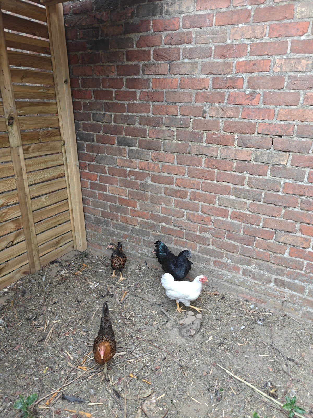 Ras kippen te koop, Dieren en Toebehoren, Pluimvee