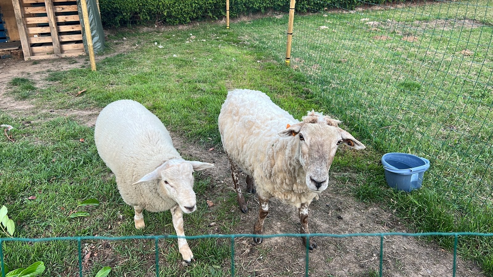 Schapen te koop mama en baby van 3 manden