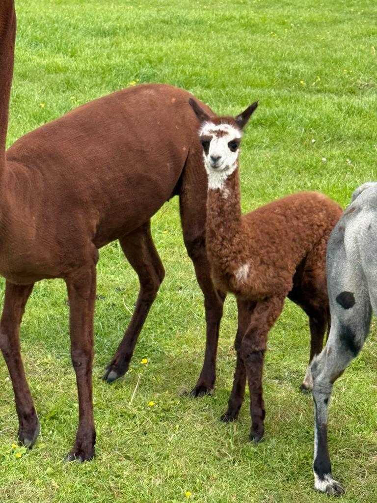 Alpaca’s te koop, Ophalen of Verzenden