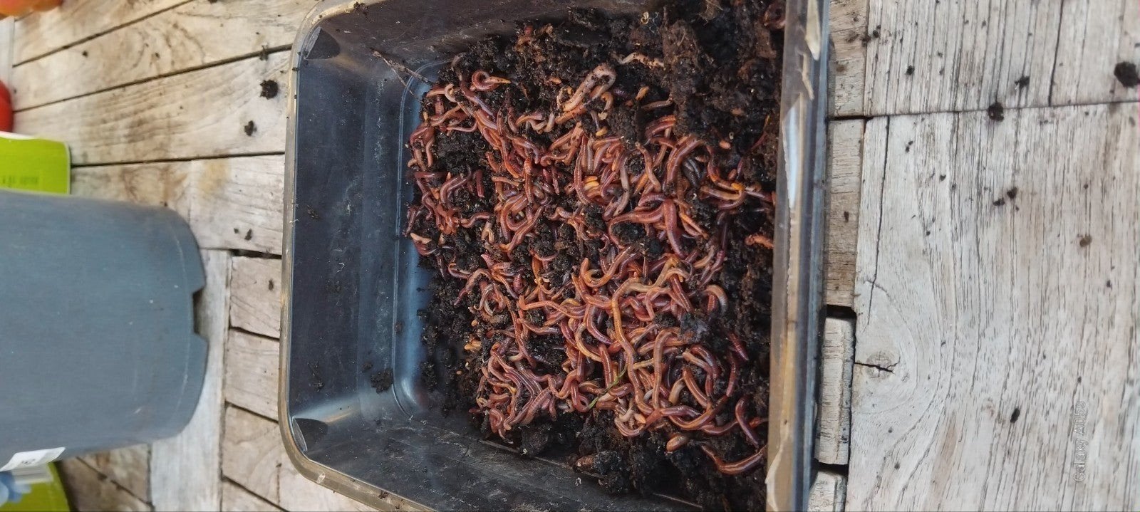 compostwormen ( tijgerwormen), Tuin en Terras, Ophalen of Verzenden, Compost