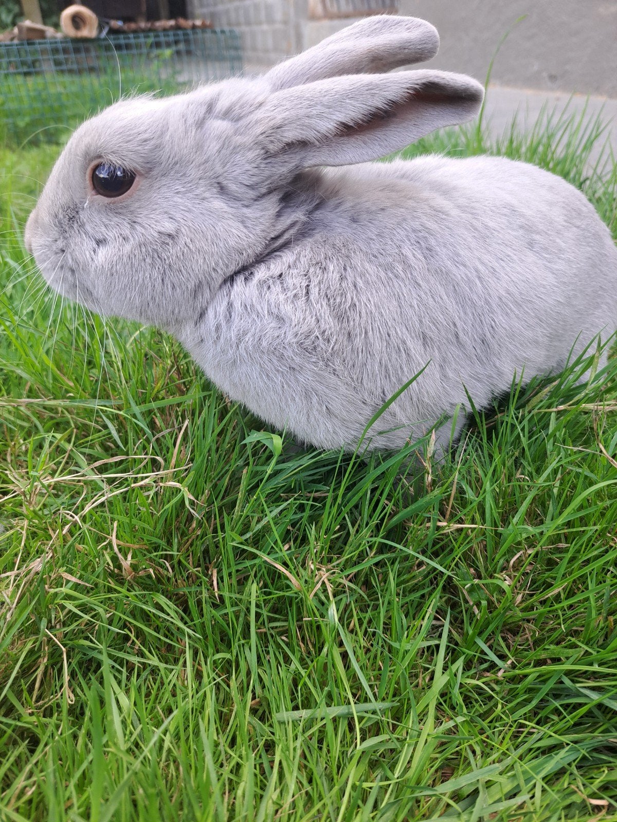 Parelgrijs van Halle - Volwassen ram, Mâle, Petit, 3 à 5 ans
