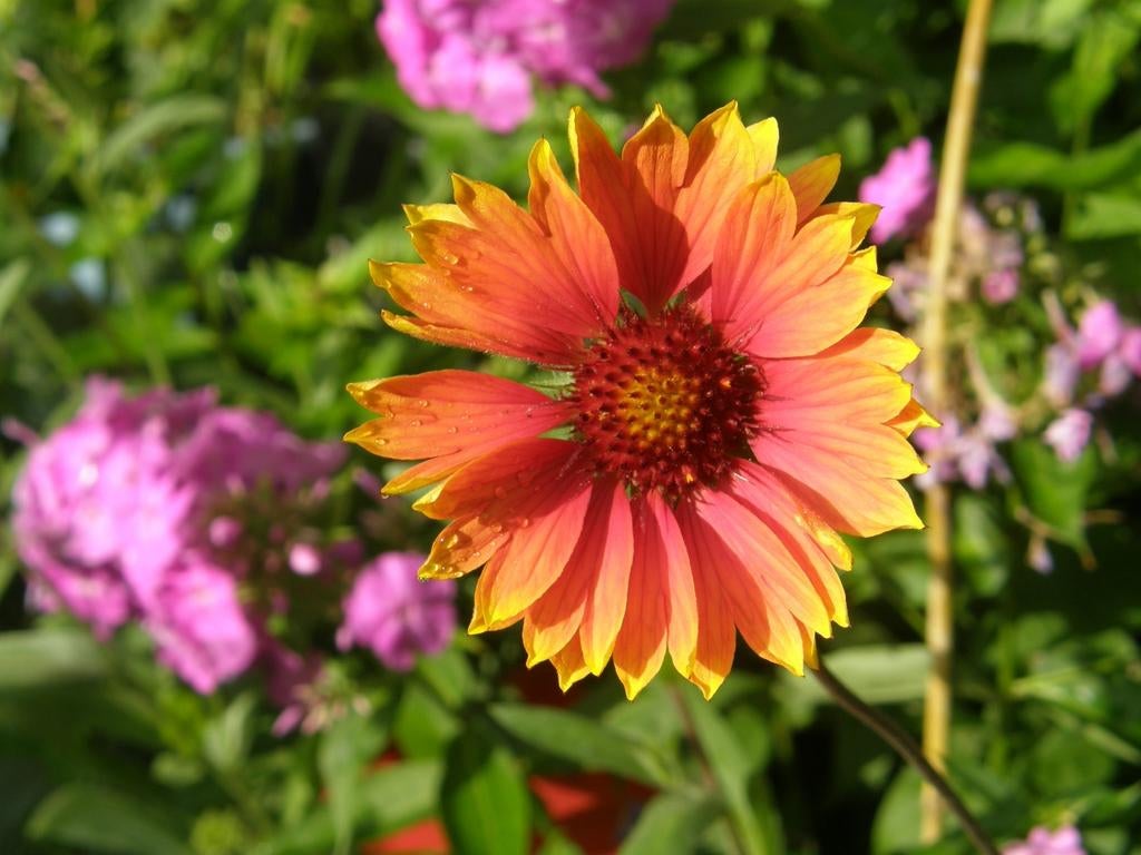 Kokardebloem zaden, Gaillardia, Verzenden