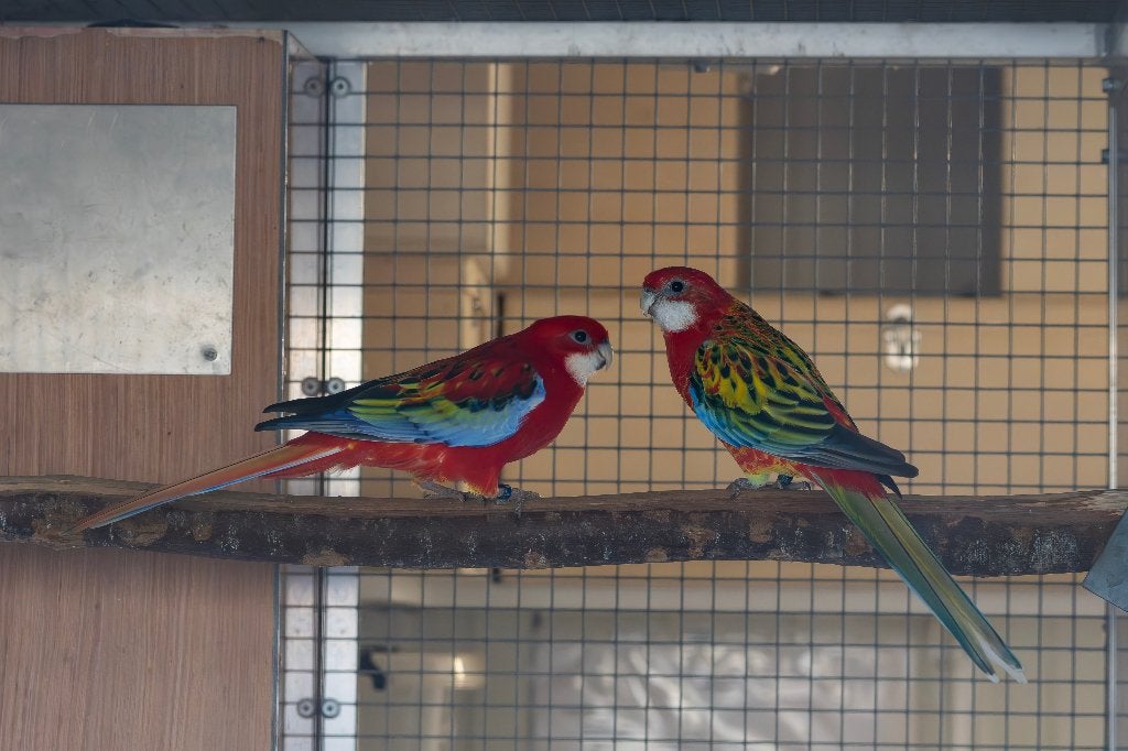Kweekkoppel rosella's opaline / ino x opaline, Dieren en Toebehoren, Vogels | Parkieten en Papegaaien, Meerdere dieren, Parkiet