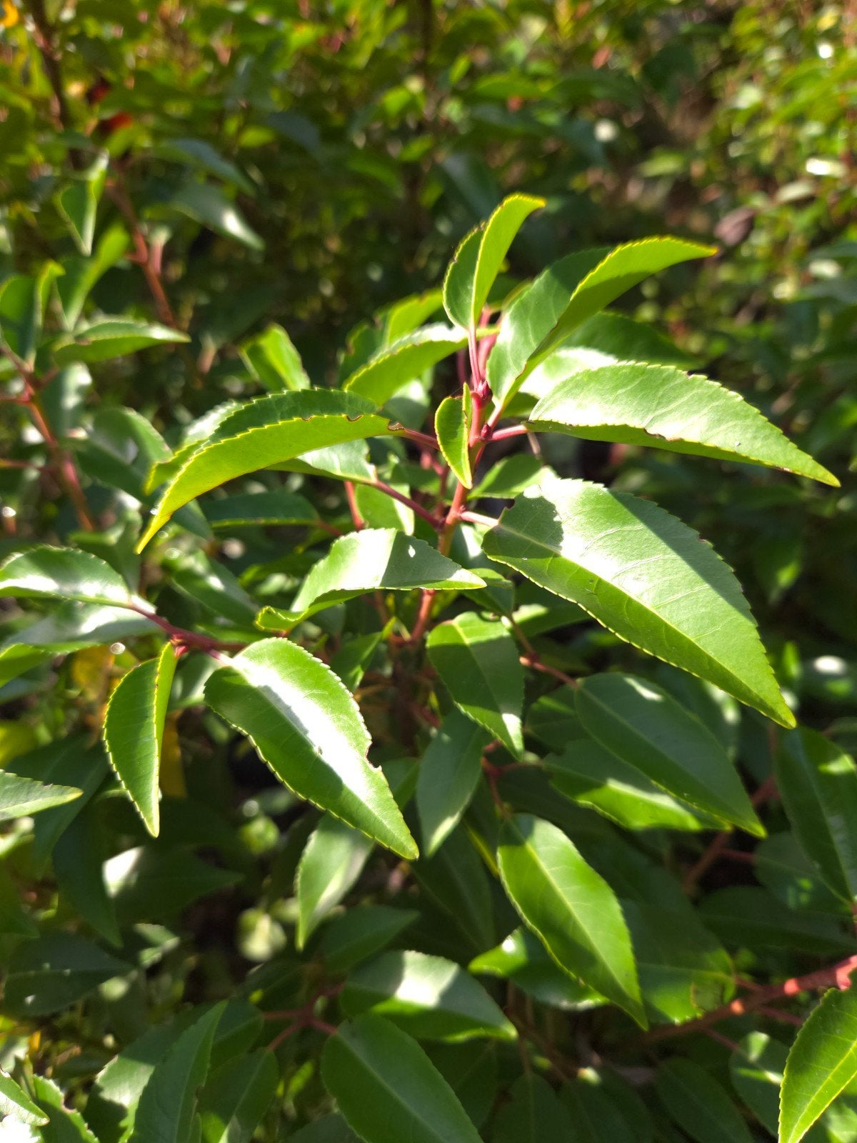 ️ NU IS HÉT IDEALE MOMENT OM PORTUGESE LAURIER TE PLANTEN, Ophalen of Verzenden, Laurier