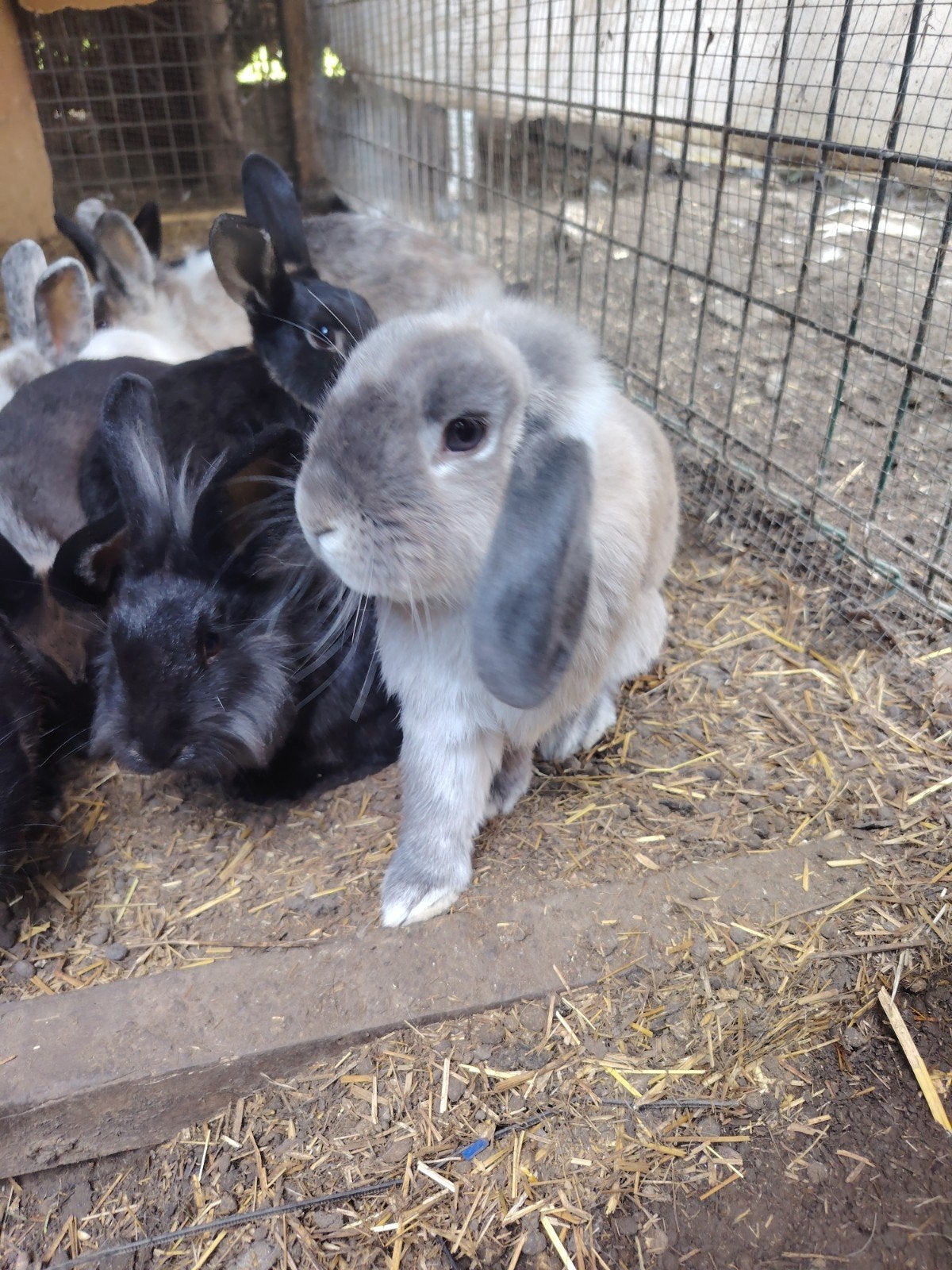 Lapins à Herstal 4040. lapins à Herstal 4040, Animaux & Accessoires, Sexe inconnu