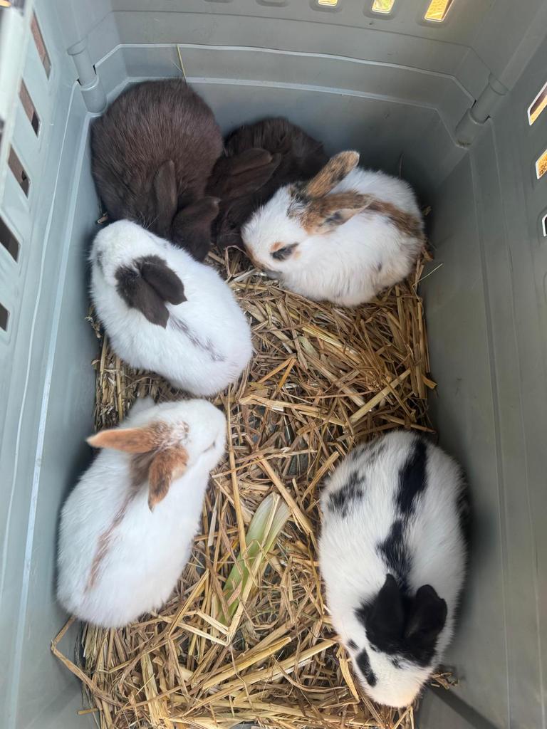 Reuze vlinder konijnen ( groot Lotharingers ), Animaux & Accessoires, Lapins, Grand, Plusieurs animaux, 0 à 2 ans
