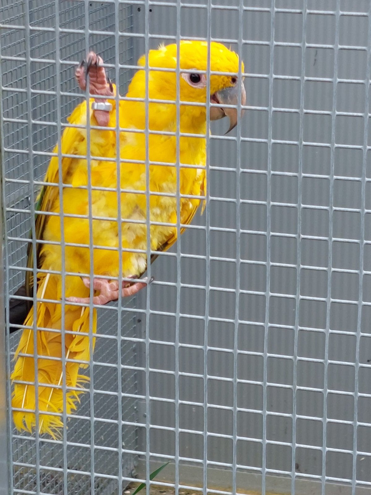Perruches dorées, Bagué
