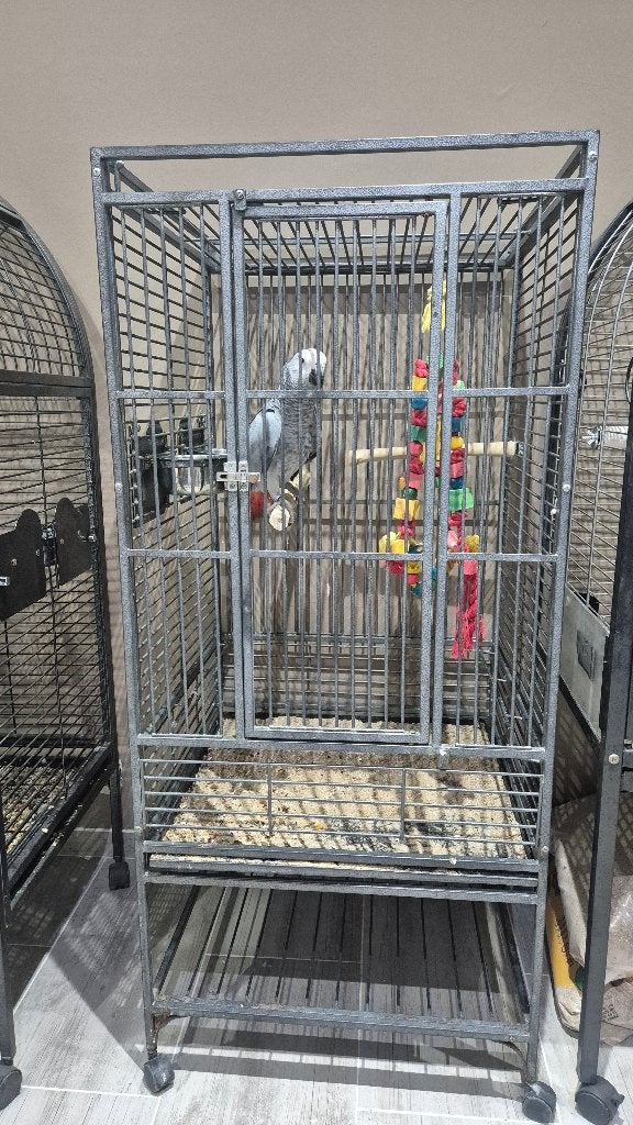 Cage perroquet, Enlèvement, Utilisé, Métal, Cage à oiseaux