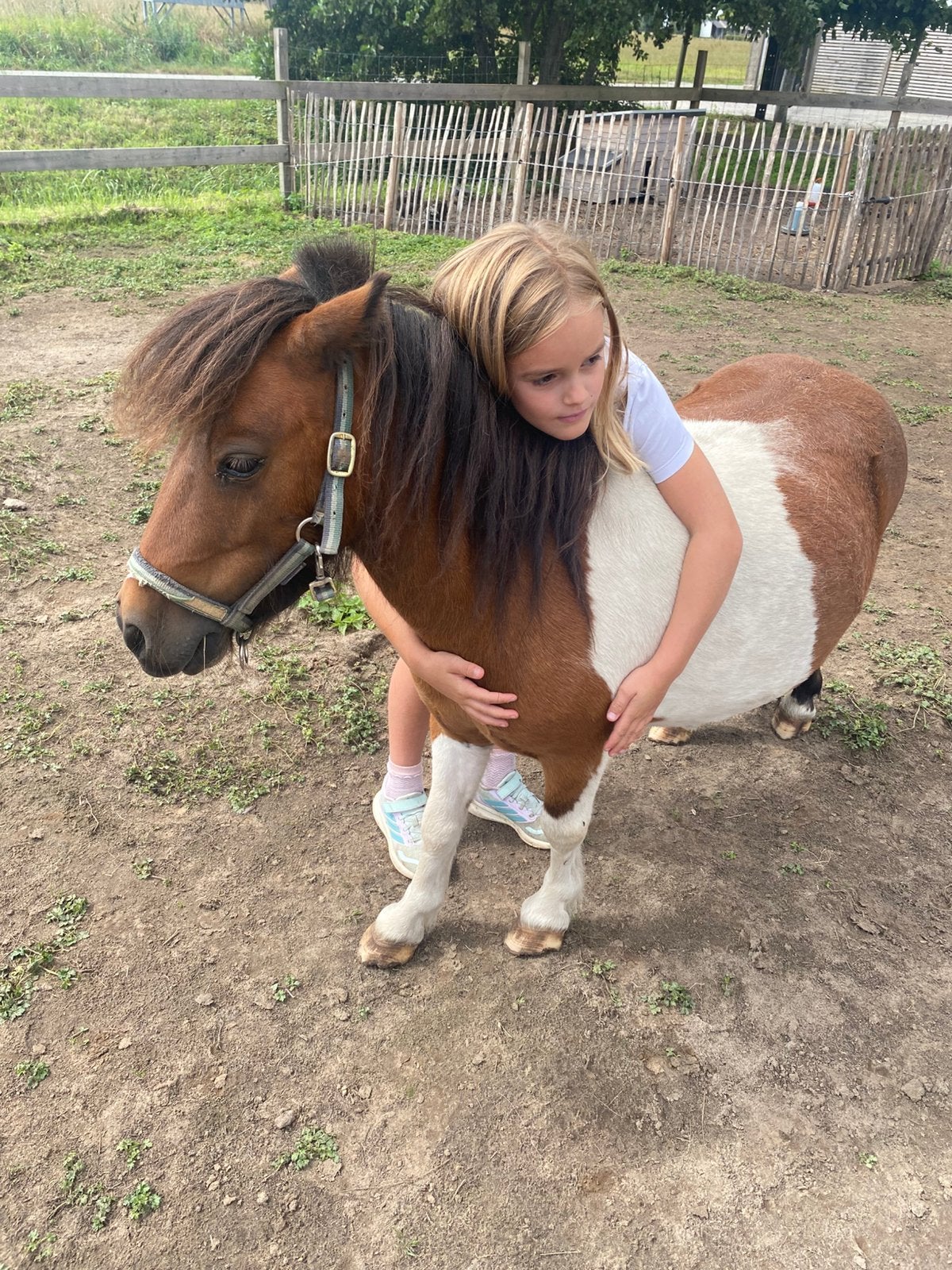 Shetlander te koop, Animaux & Accessoires, Avec puce électronique, Hongre, Poney de récréation, Ne s'applique pas