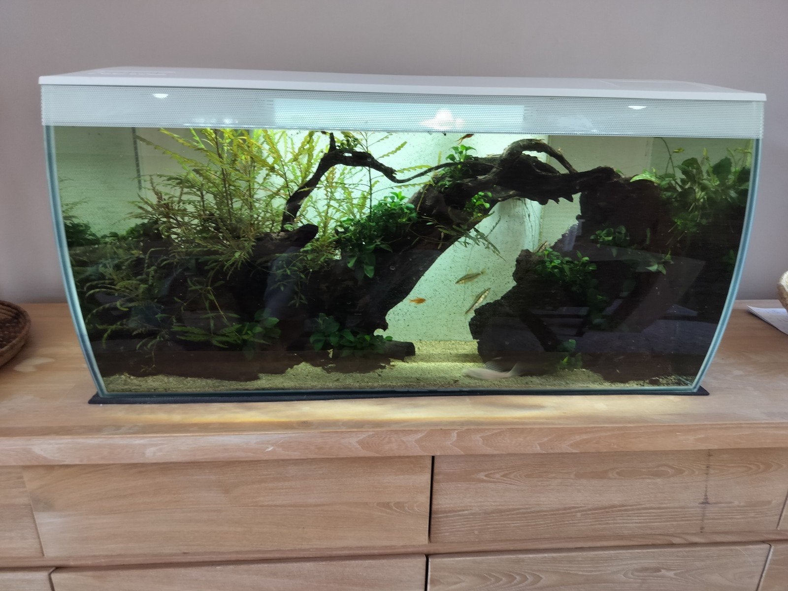 Fluval flex 123 liter inc inhoud, Ophalen, Fluval
