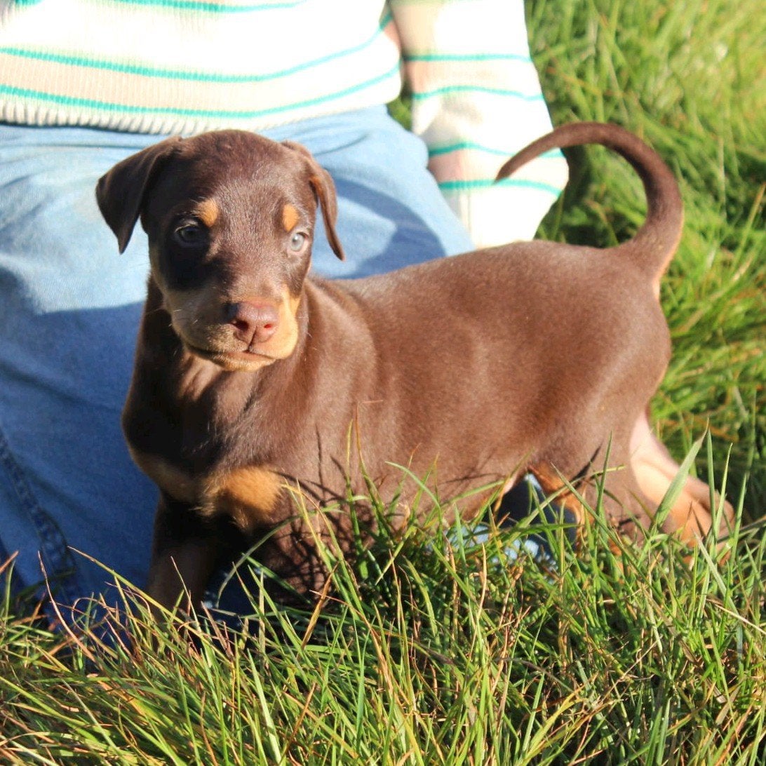 Bruine dobermann puppy, België, Fokker | Hobbymatig, Overige rassen, 8 tot 15 weken