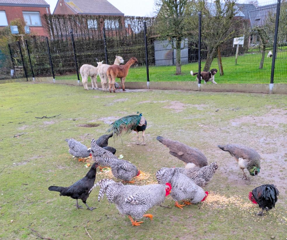 amrock haan, Dieren en Toebehoren, Pluimvee, Mannelijk, Kip