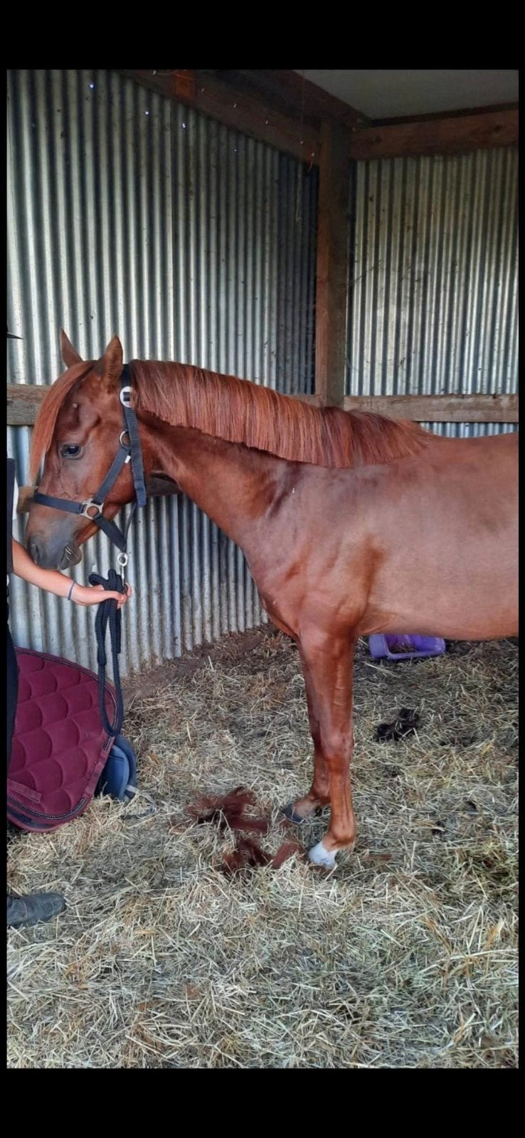 knappe grote C pony, Dieren en Toebehoren, Met stamboom, Ruin, Dressuurpony, 3 tot 6 jaar