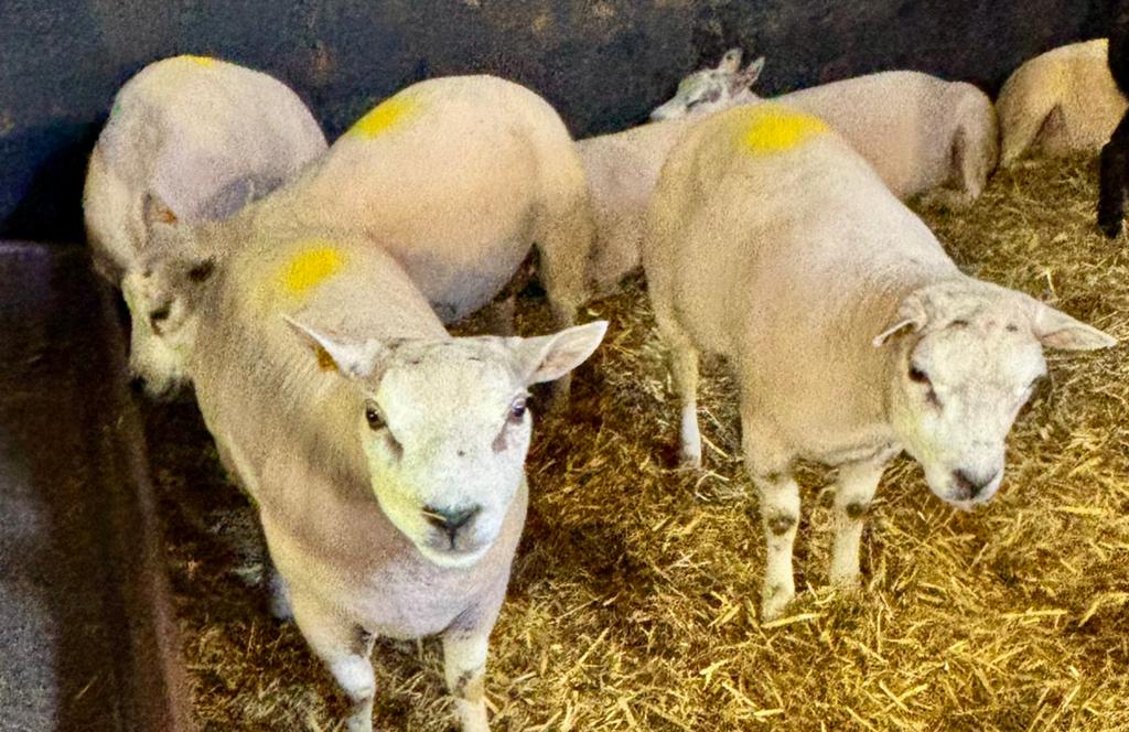 Aïd des moutons, Animaux & Accessoires, Moutons, Chèvres & Cochons, Mouton, Plusieurs animaux, 0 à 2 ans
