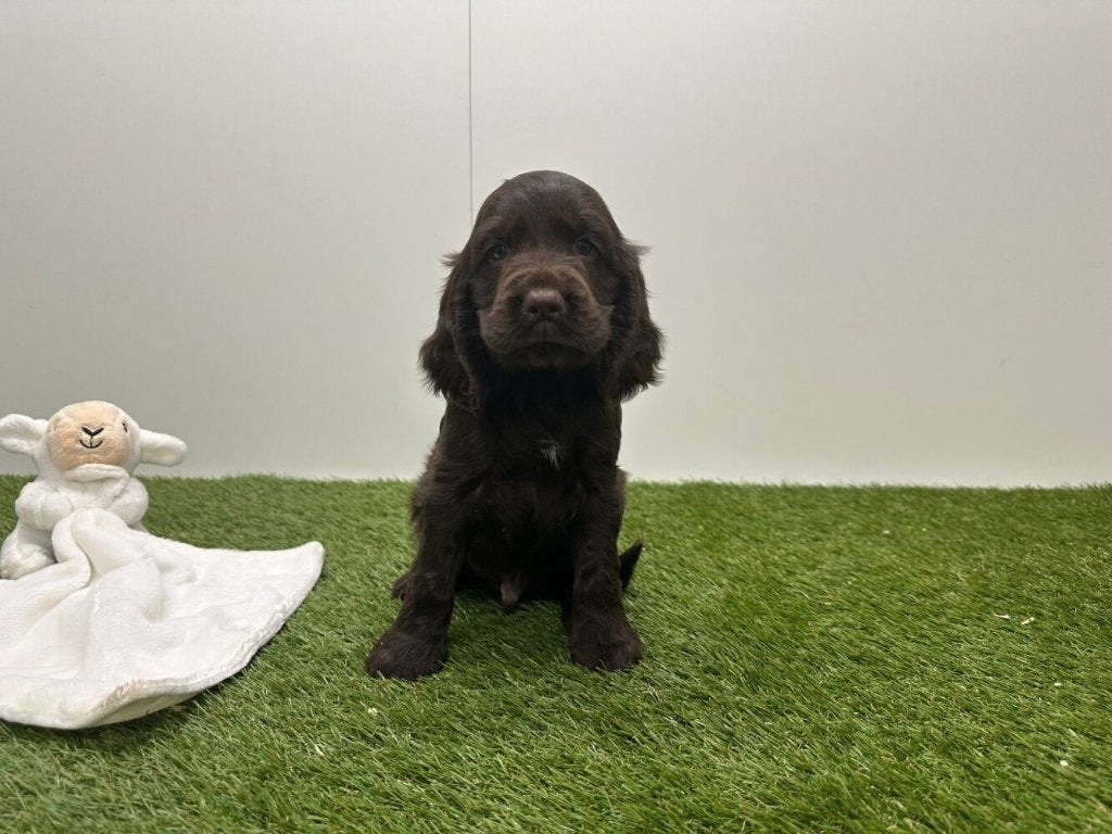 Portée de chiots Cocker Spaniel anglais, Animaux & Accessoires, Plusieurs, Hépatite contagieuse (maladie de Rubarth), Belgique