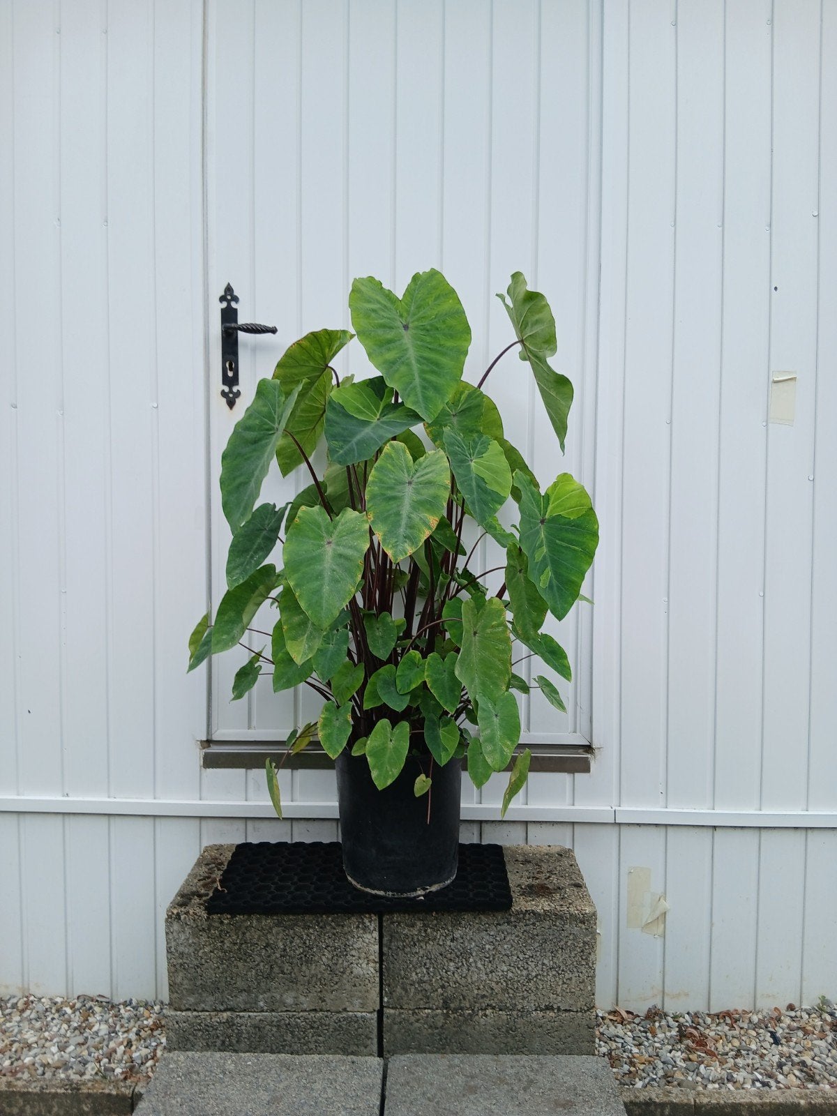 colocasia lime gecko, Ophalen, Winter