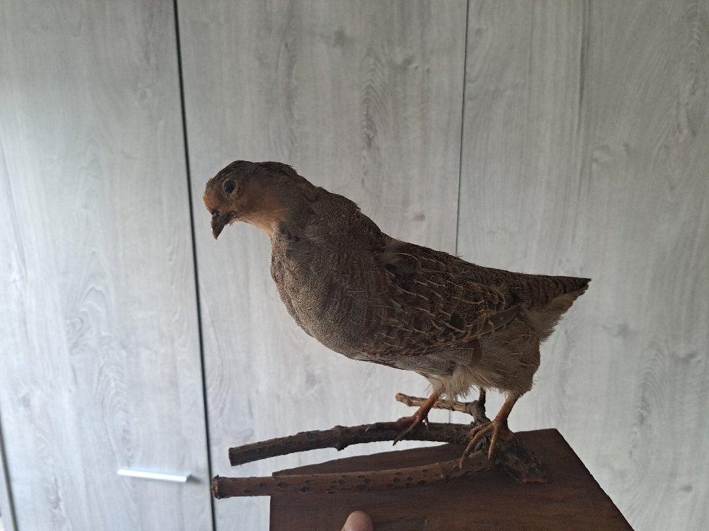 Taxidermie, Enlèvement, Comme neuf, Oiseaux, Animal empaillé