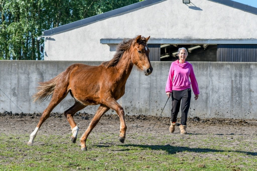Dressuur jaarling merrie, Animaux & Accessoires, Cheval de dressage, Avec pedigree, 165 à 170 cm, 0 à 2 ans