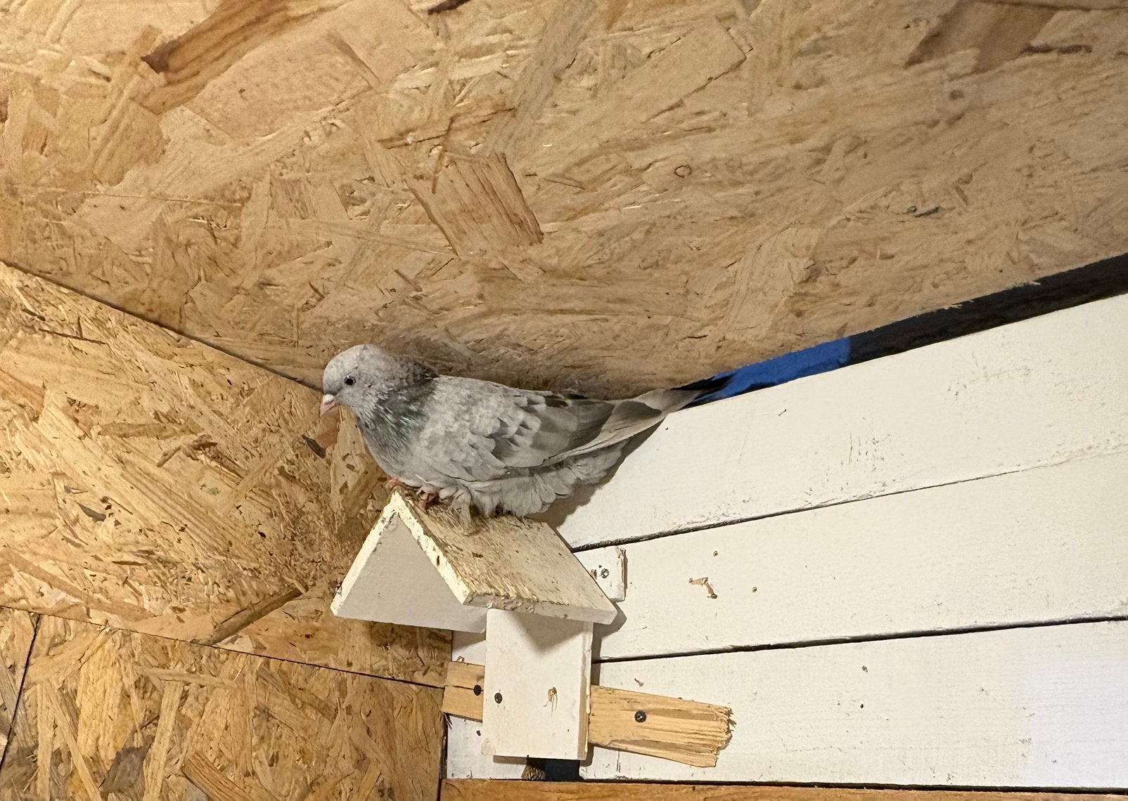 taklacı, Animaux & Accessoires, Oiseaux | Pigeons, Sexe inconnu, Autres espèces