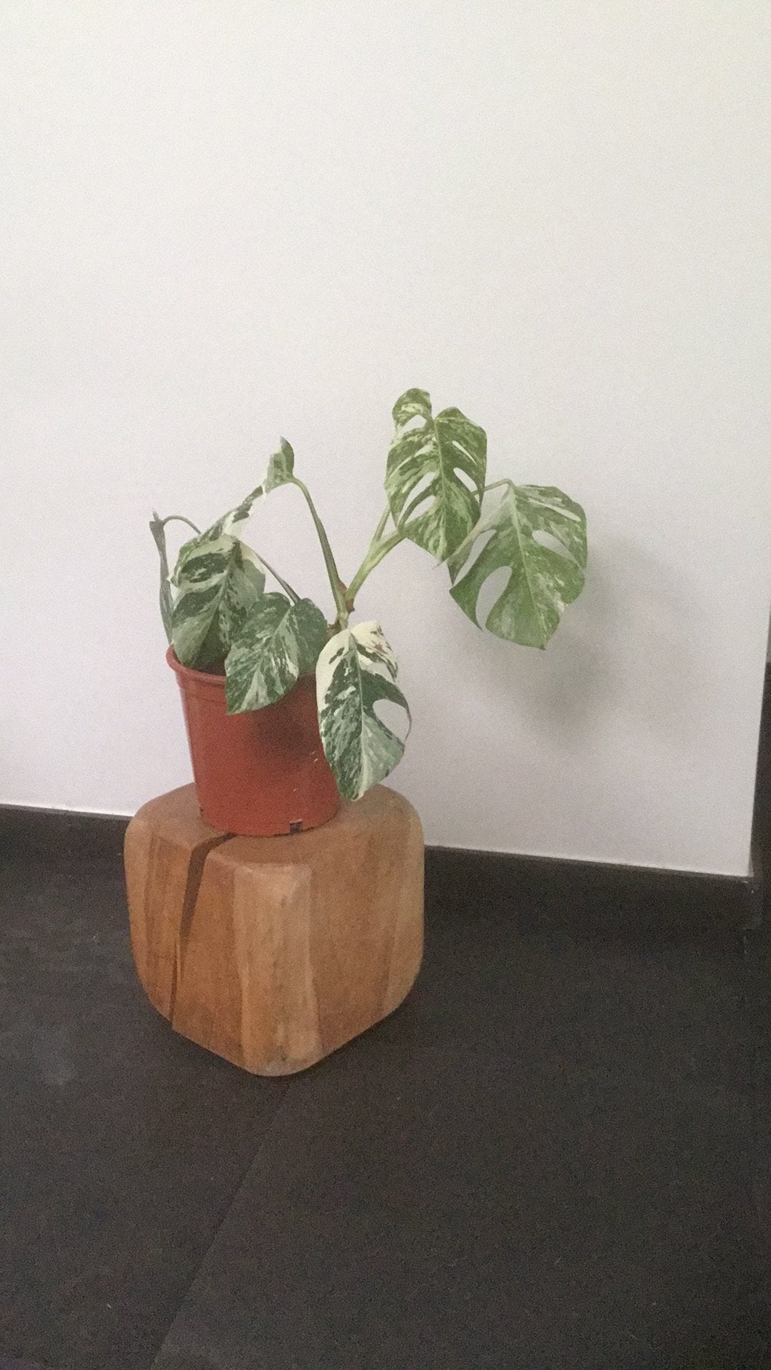Monstera variegata, Enlèvement