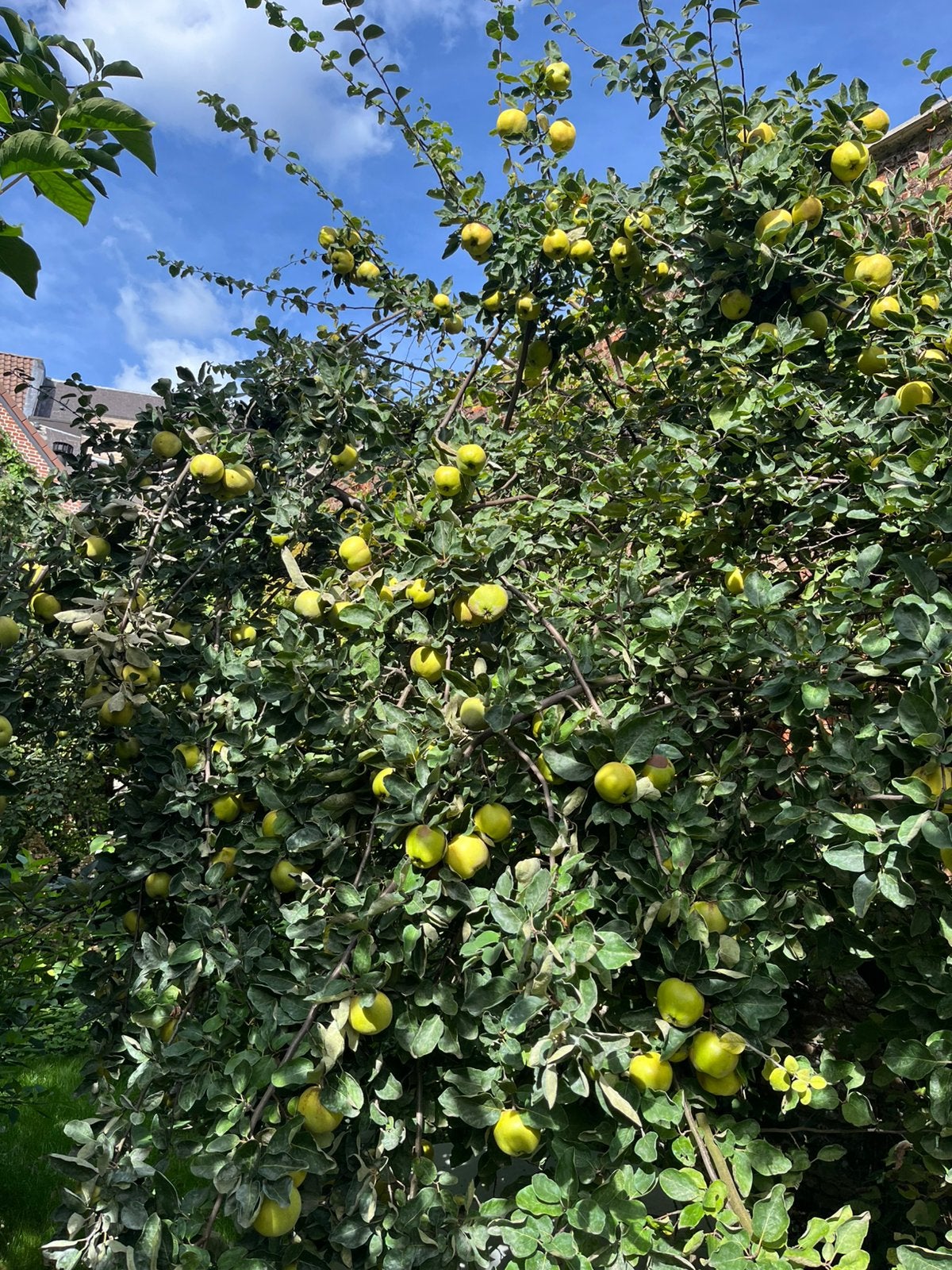 KWEEPEER KWEEPEREN BIOLOGISCH FRUIT KOKEN VERS, Ophalen
