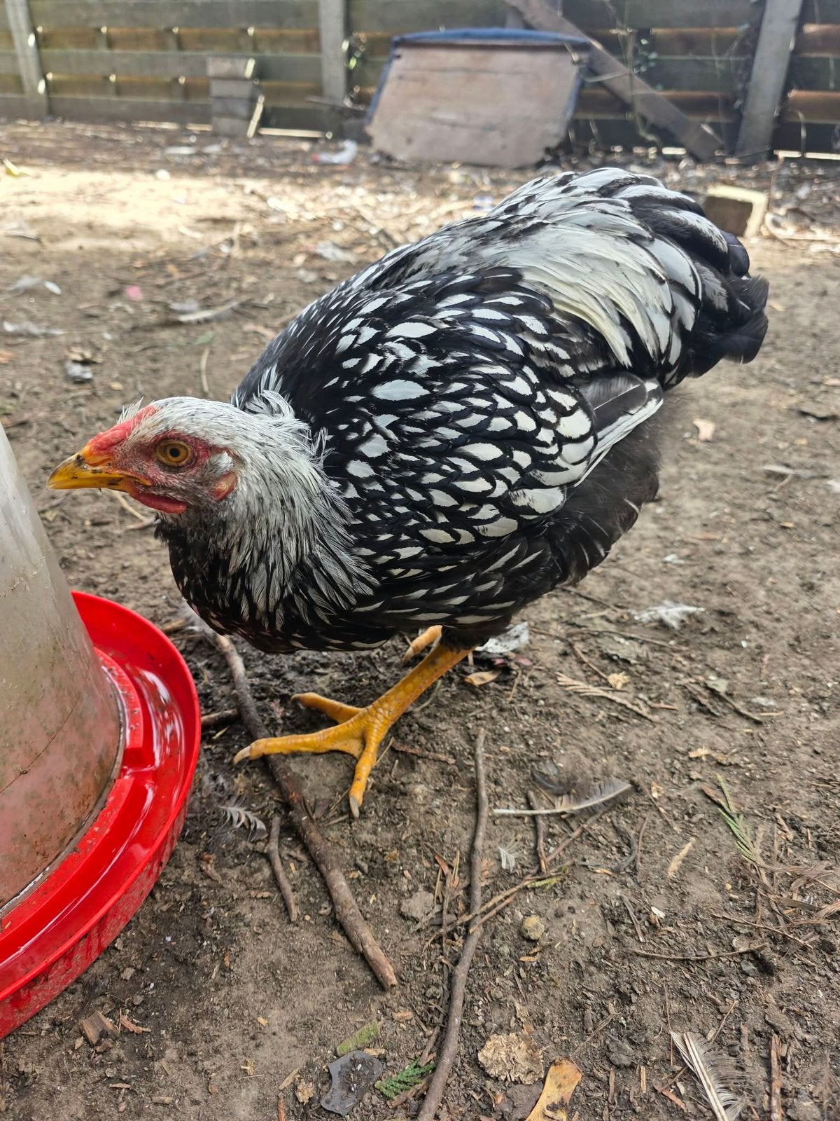 Gratis haantjes, Dieren en Toebehoren, Mannelijk, Kip