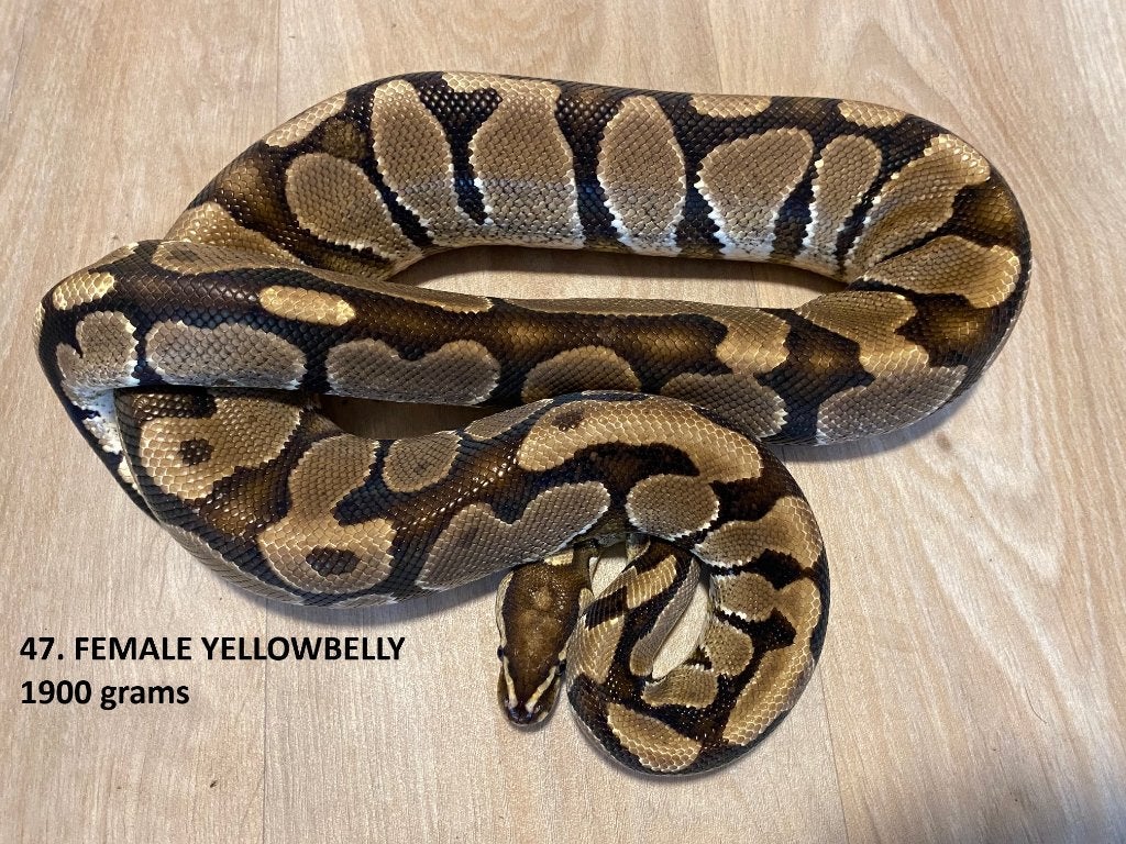 Koningspythons halfwas en volwassen kweekdieren deel 2 Ball Python photo 24