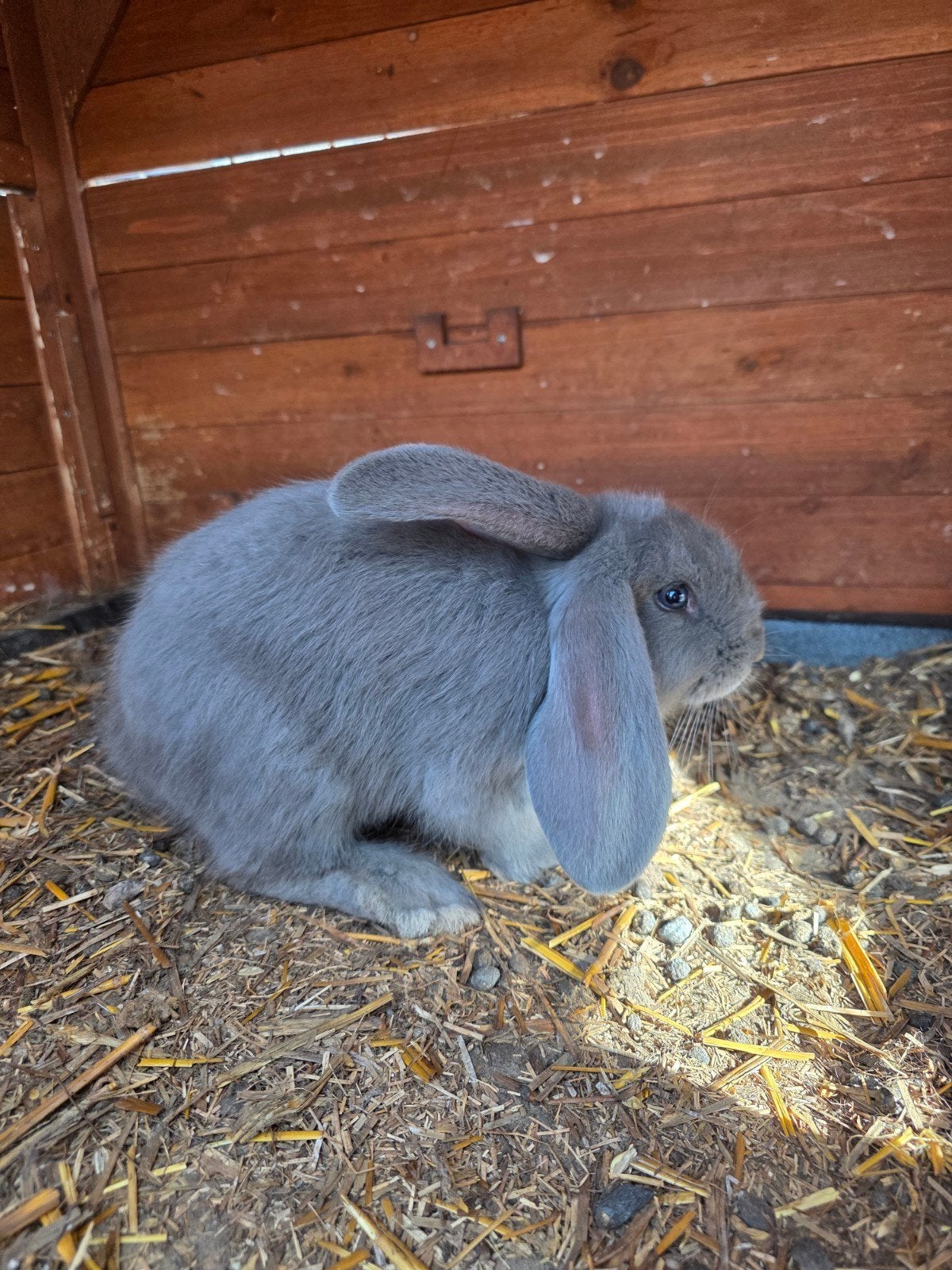franse hangoor x vlaamse reus, Dieren en Toebehoren, Hangoor