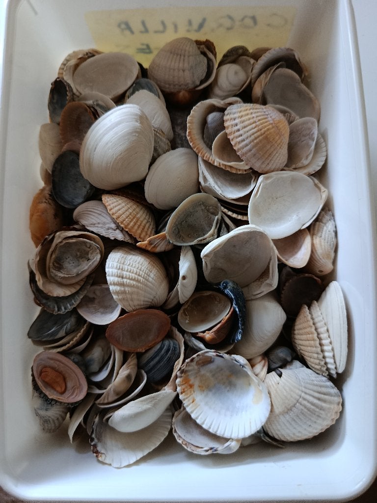 Coquillages, idéal pour les loisirs créatifs..., Enlèvement ou Envoi