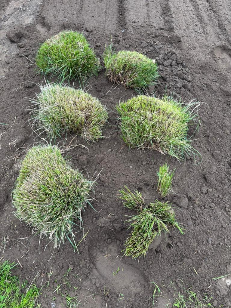 Siergrasbollen, ideaal om stekken van te nemen, Tuin en Terras, Planten | Struiken en Hagen, Ophalen