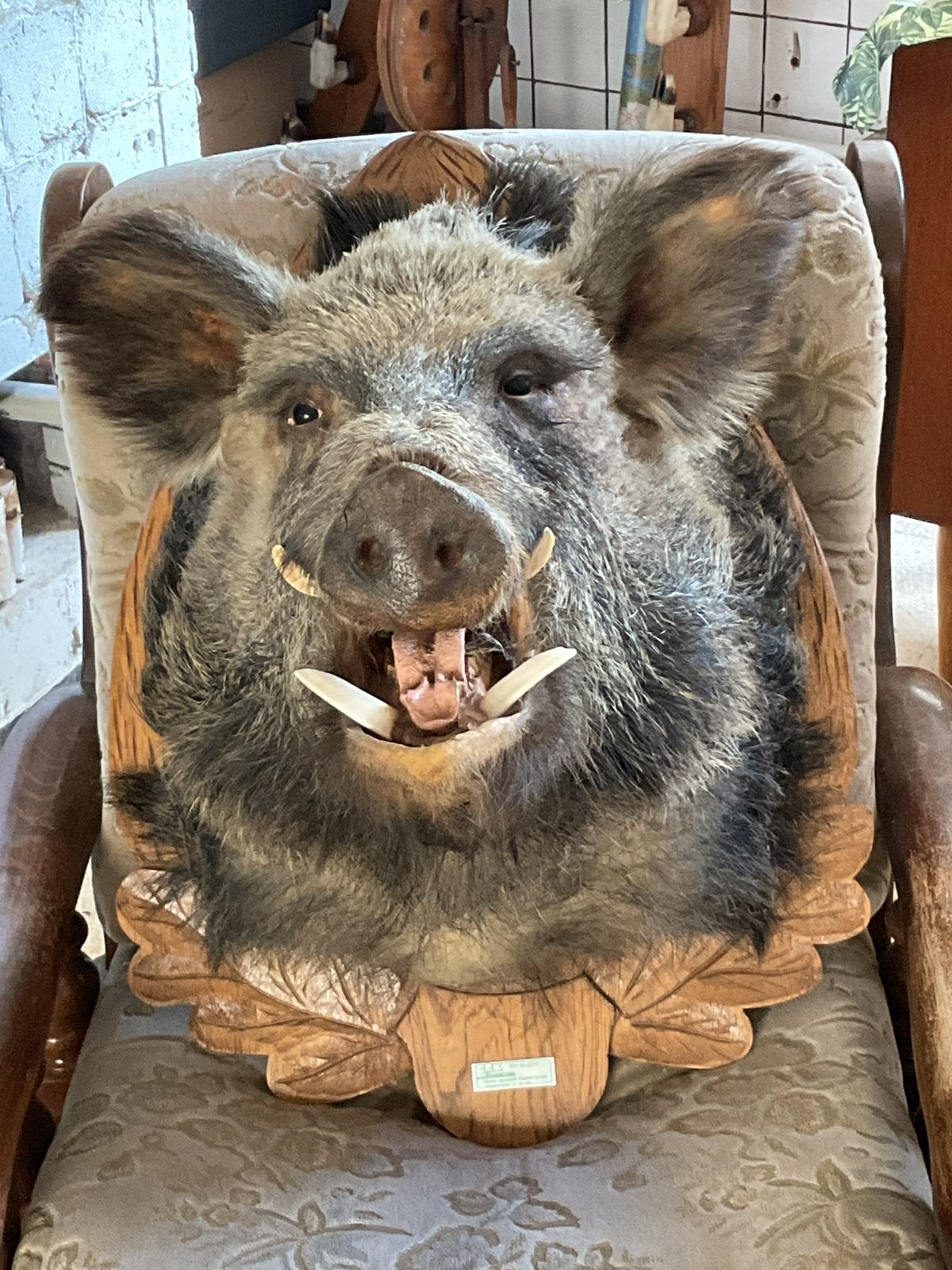 Taxidermie, Enlèvement