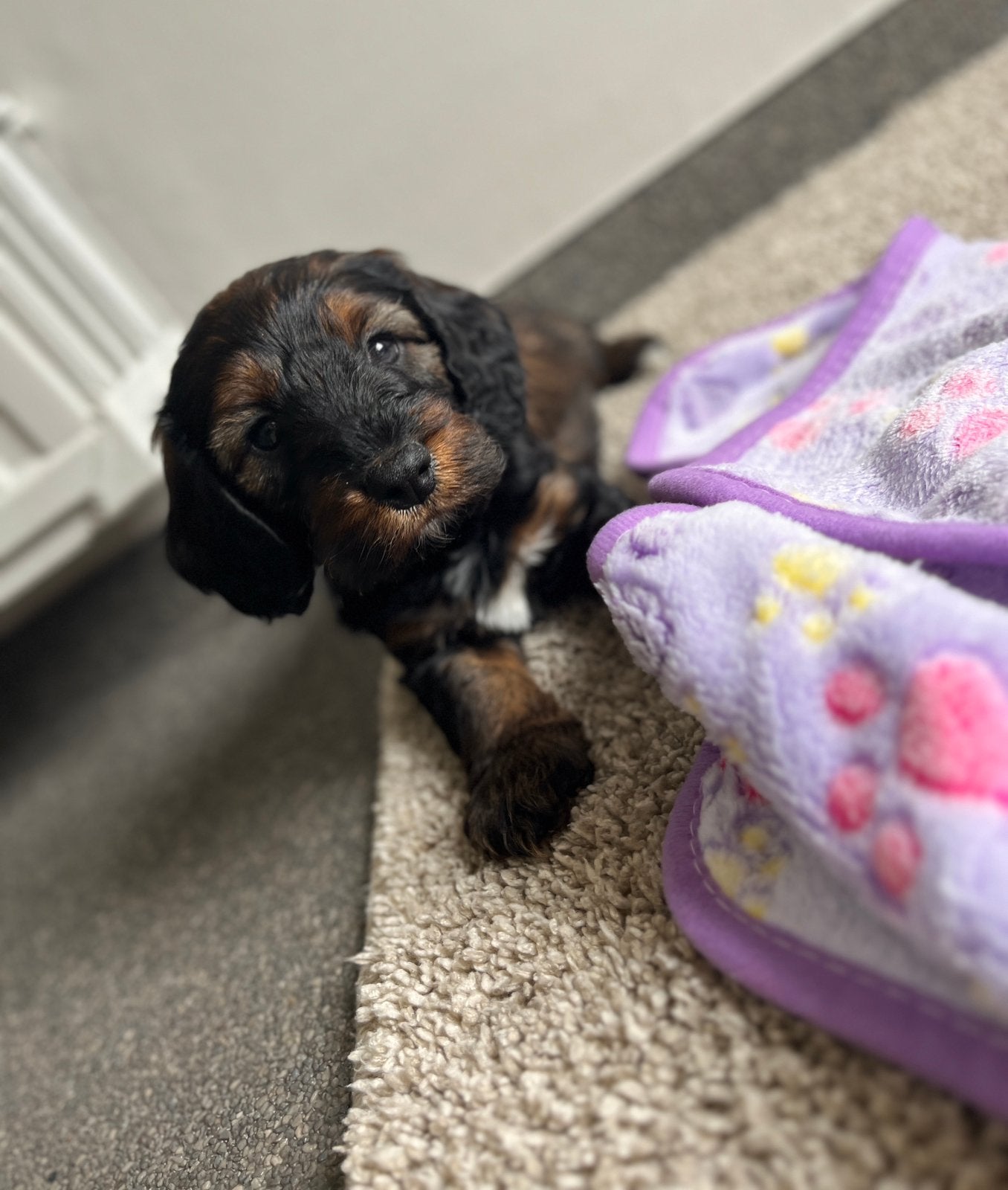 Beaux chiots cockapoo (cocker anglais x caniche nain), Animaux & Accessoires, Plusieurs, Hépatite contagieuse (maladie de Rubarth)