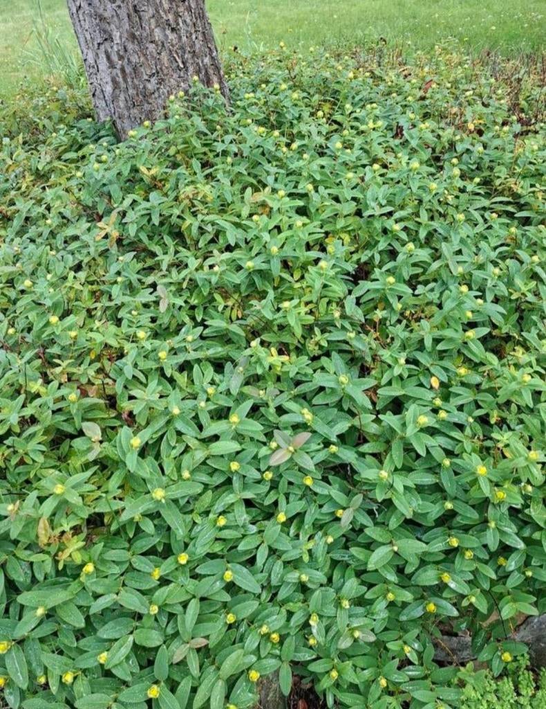 Millepertuis calicynum, Tuin en Terras, Planten | Tuinplanten, Bodembedekkers, Ophalen of Verzenden, Tweejarig, Halfschaduw