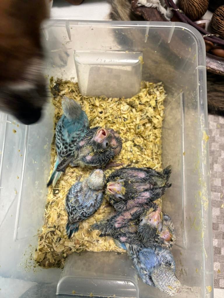 Tamme vogels, Dieren en Toebehoren, Vogels | Parkieten en Papegaaien