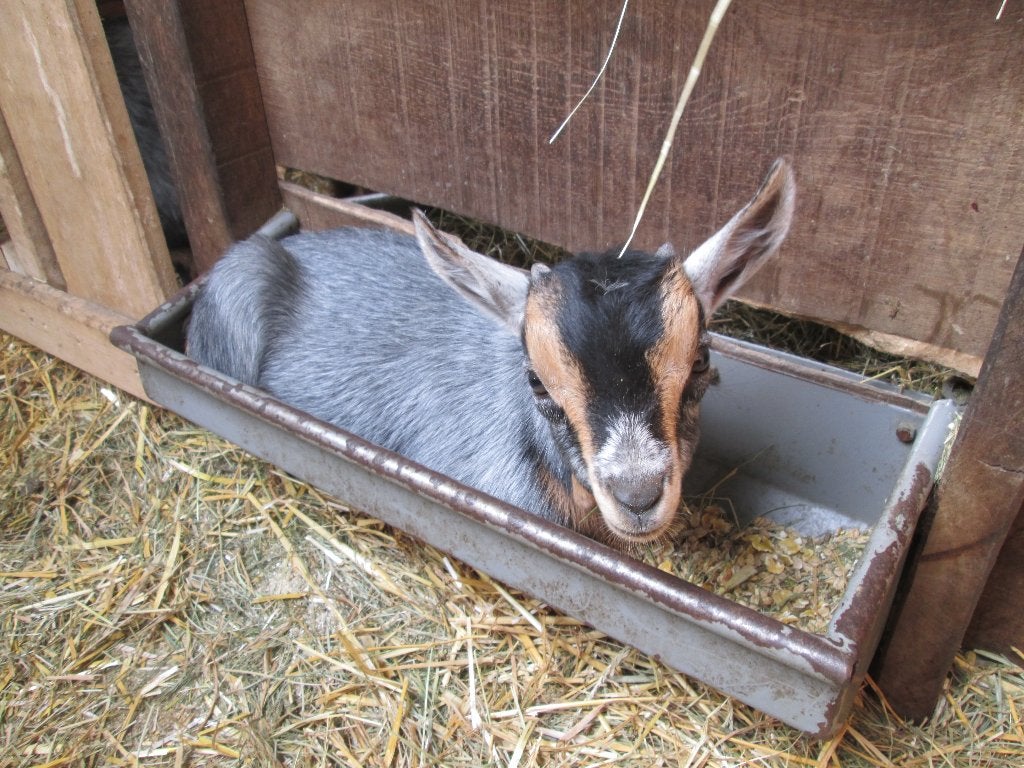 Blauwschimmel tan bokje van Joke, Dieren en Toebehoren, Schapen, Geiten en Varkens, Mannelijk, Geit, 0 tot 2 jaar