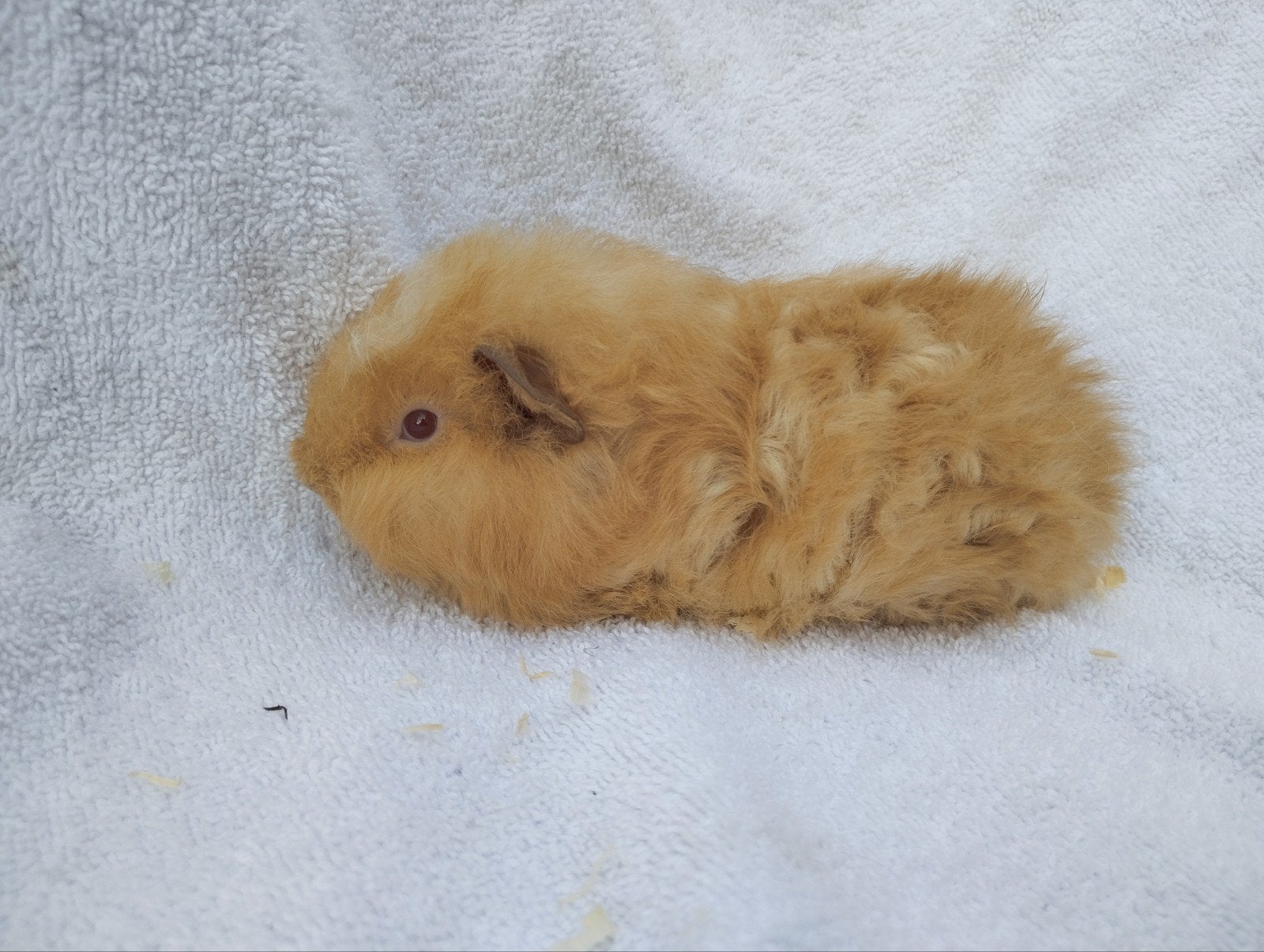 Ch Teddy cavia beertje, Dieren en Toebehoren, Knaagdieren, Juli, Mannelijk, Cavia