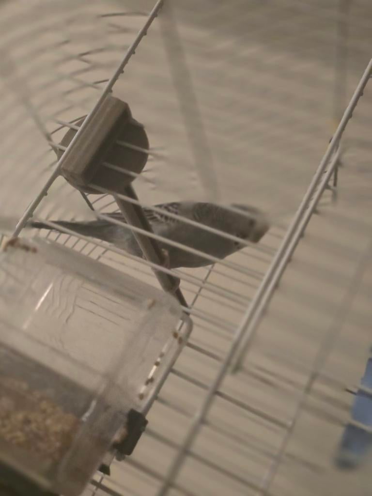 Vogel met kooi jonges vogel, Dieren en Toebehoren, Vogels | Kanaries