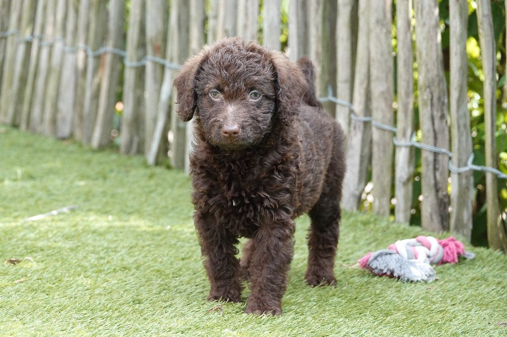 Prachtige Medium Chocolade Labradoodle pups, met stamboom, Dieren en Toebehoren, Parvo, België, Overige rassen, 8 tot 15 weken